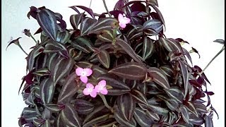 Tradescantia zebrina in bloom