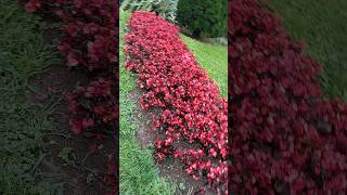 Begonia cucullata (begonia) y formio de Nueva Zelanda