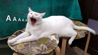 😂 Funniest Cats and Dogs Videos 😺🐶 || 🥰😹 Hilarious Animal Compilation №397