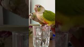 Thirsty birds 😬#shorts #parrot #conure #thirsty #summer #beautiful #pets #parakeet