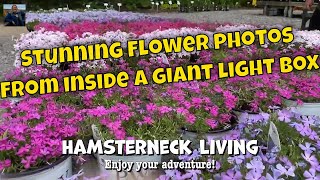 The secret of stunning flower photography: shoot in a giant light box