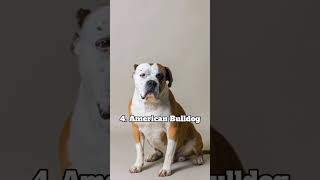 Most Dangerous And Illegal Dogs In The World | #top10 #short