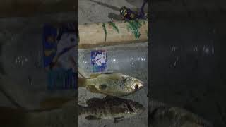 Ikan karang paling favorite🤤🤤🤤#viralvideo #fishing #vidioshort