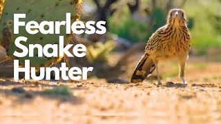 Roadrunner Vs Rattlesnake showdown! | True Nature