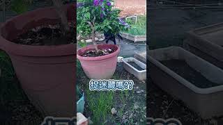 [台灣米克斯]177  這真的是阿柴的特質嗎? 玩起捉迷藏.. #台灣犬 #台灣米克斯