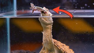 Snapping turtle eats live soft shell turtle (live feeding)