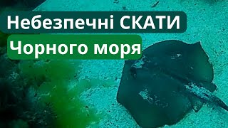 Морські скати Чорного моря: таємниці, небезпеки та риболовля