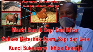 Mantri Suntik Sapi Dari Blitar Sukses Beternak Ayam, Sapi dan Lele Kunci Suksesnya Ikhlas Bekerja