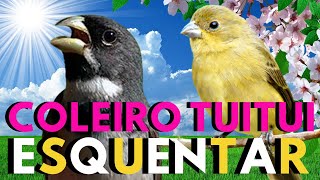 Coleiro tui-tui 💥 Canto de coleiro tui tui  💥 Coleiro tui tui cantando 💥 Coleiro tui-tui