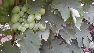 Сорт винограда "Багатяновский" - сезон 2020 # Grape variety "Bagatyanovskij" - season 2020