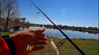 I Found This New Freshwater Pond Holding Tons Of Snook N Tarpon