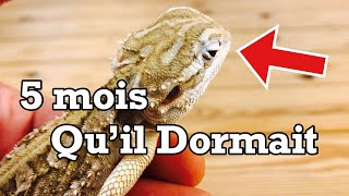 Fin d’hivernation pour mon pogona henrylawsoni