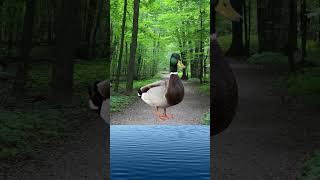 Duck 2D ANIMATION IN AFTER EFFECTS #adobeaftereffects #socialmedia