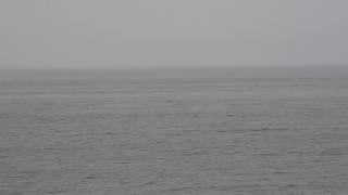 Whales team up to hunt fish near the beach on the Quebec North Shore