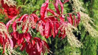 Oxydendrum arboreum / Sauerbaum