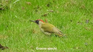 GROENE SPECHT