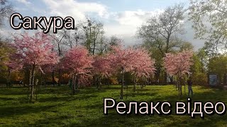 ЦВІТ САКУРИ 💮 ВЕСНЯНИЙ РЕЛАКС ВІДЕО 🌿💚