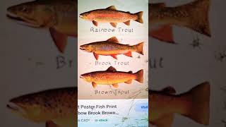 For the people who comment "thats a brook trout", watch this. #subscribe #fishing #river #fish