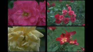 84013 Roses by Diane Rose Therrien SSTV PD120