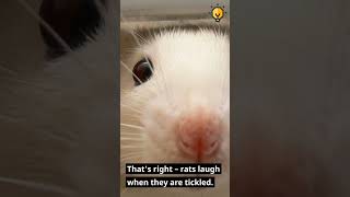 The Unexciting Fact About Rats: They Laugh Just Like Humans