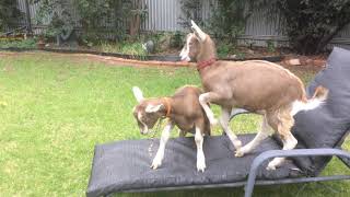 the goats - Lily & Francis - IMG 0092