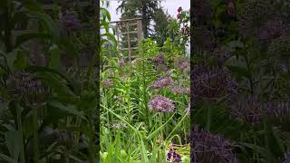 Flower Garden, Alliums #shorts