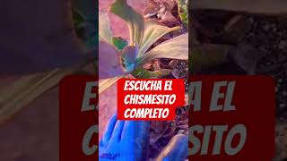 😱Fuerte accidente con mi espalda #plantas #jardin #cosasdeljardin #suculentas #chisme