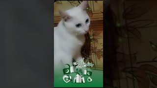 14 Augest cute bunny #pakistan #14august #14augustvideo #14august2023songs