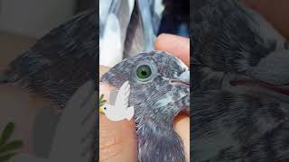 #kabootar  #kabootarlover #foryourpage #vireal_video_#trending #pigeonlover #foyou #pigeon