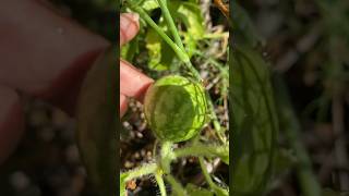 Growing watermelon in a big pot  #watermelon #gardening #vegetables