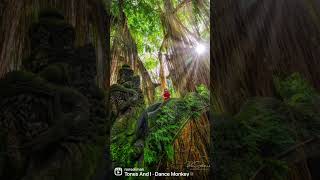 Monkey Forest Bali Indonesia #travel #bali #wildlifephotography #monkey