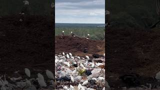 AMERICAN EAGLE ON TRASH MOUNTAIN IN FLORIDA !!!!