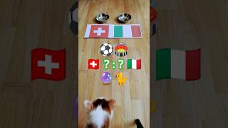 🇨🇭 Switzerland vs Italy 🇮🇹 Who will win? Cat Oracle predicts match result. UEFA Euro 2024