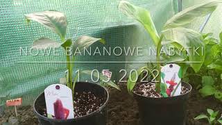 190.🌴🍌Nowe Bananowe Nabytki Musa Velutina i Musa Sikkimensis "Red Tiger"🍌🌴11.05.2022🍌🌴