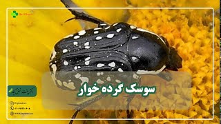 سوسک گرده خوار!