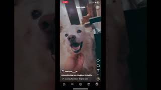 #dogsofinstagram #shortsyoutube #likeforlikes #subscribetomychannel #trendingshorts #reelsindia