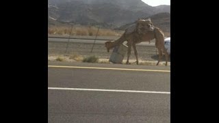 بالفيديو.. جمل مربوط بكاميرا ساهر ويتوسط طريق الهجرة بـ"المدينة"