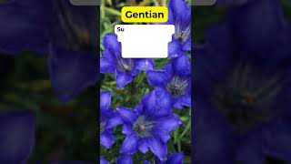 Gentian Health Benefits Herbal Plant #holistic #medicinalplants #herbalmedicine