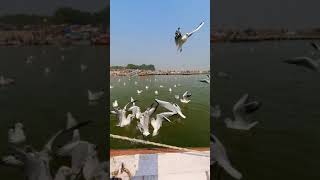 Triveni Sangam , Prayagraj