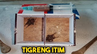 Pakunatan Batang Tigre - Matandang Tigre