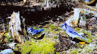 Blue Jay, native to eastern North America, the interference of light creates impressive colors