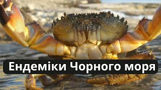 Унікальні ендеміки Чорного моря: скарби природи, про які ви не знали!ендеммики