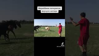 Возвращение жеребёнка #animal #horse #rek #horsefarms #horselover