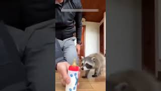 एक baby raccoon को दयालु परिवार द्वारा बचाया गया और पाला गया #shorts