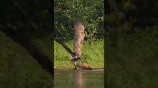 EAGLE  CAUGHT FISH 🐠🐠🦅🦅