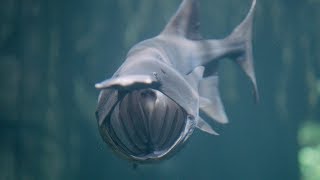 Paddlefish at Tennessee Aquarium