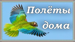 ПОЛЕТЫ-ТРЕНИРОВКИ ПОПУГАЯ ДОМА. Зачем домашнему попугаю летать.