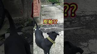 [台灣米克斯]190 壓軸慢慢來 就對了??... #台灣犬 #台灣米克斯