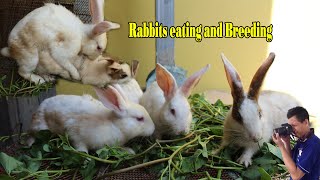 Leafy Greens for Rabbits. Rabbits eating and breeding in cage. pet & animals | ទន្សាយពាក់គ្នា