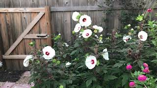 Early Morning Garden #garden #gardening